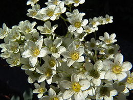 Virágzó kőtörőfű (Saxifraga sp.)