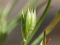 Juncus bufonius s. str., detail, Photo by Kristian Peters