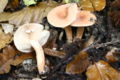 ! Lactarius decipiens !