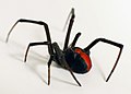 Redback spider