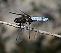 Plattbauch (Libellula depressa)