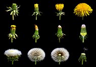 Φάσεις πικραλίδας (Taraxacum officinale).