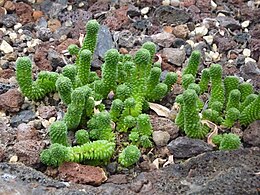 Monanthes polyphylla