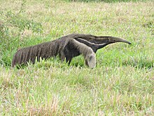 A black and white animal with a long nose and shaggy tail