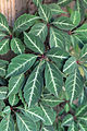 Parthenocissus henryana