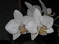 Phalaenopsis white cultivar