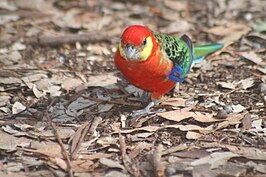 Stanleyrosella