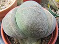 Pleiospilos