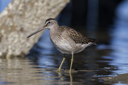 A Short-billed Dowitcher in the Nonesuch River.