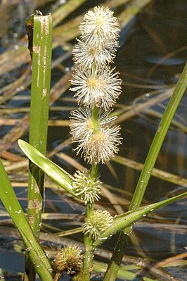 Kleine egelskop