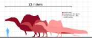 Size of various specimens of Spinosaurus