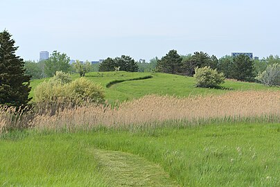 Treed grassland, with downtown Buffalo in the background