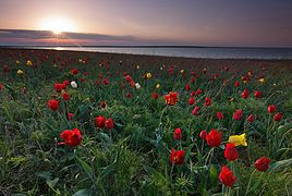 In a protected area bordering the lake Manych-Gudilo, Kalmykia, Russia.