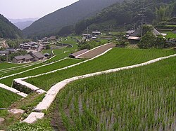 Sawah padi berteres di Taka