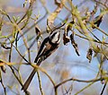 Közép-európai őszapó(wd) (Aegithalos caudatus europaeus)