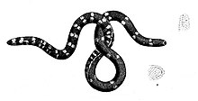 Black-and-white sketch of Anomochilus weberi