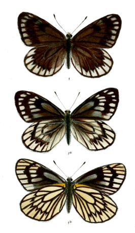 Aporia nabellica