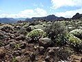 Argyranthemum adauctum