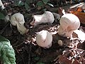 Lycoperdon excipuliforme