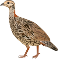 Black Francolin-female