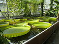 Kultur im Gewächshaus des Botanischen Gartens Bochum