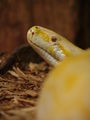 Burmese python Python molurus bivittatus at Alligator Adventure