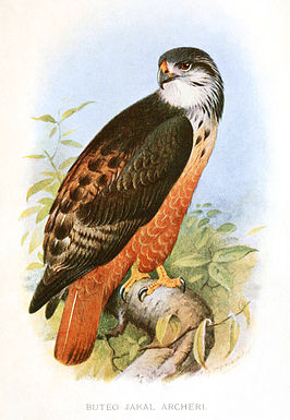 Archers buizerd