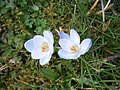 Crocus chrysanthus 'Skyline'