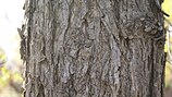 bark