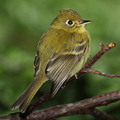 Yellowish flycatcher, La Amistad International Park. Fairly common in the western highlands.