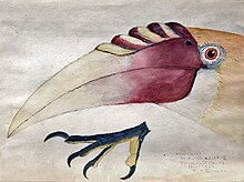 Watercolour of hornbill bird