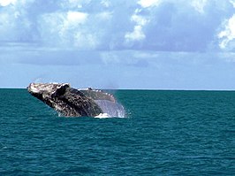 Marien nationaal park Abrolhos