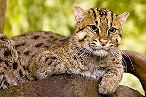 బావురు పిల్లి, పులి బావురు అని పిలిస్తారు (Fishing Cat) ఇవి మడ అడవులు, తీర ప్రాంత చిత్తడి నేలలలో ఎక్కువగా చేపలను వేటాడుతుంటాయి.