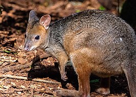 Roodpootpademelon