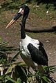 Saddle-billed stork