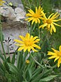 Senecio doronicum