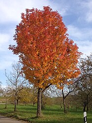 Herfstkleur