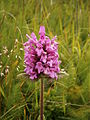 Stachys pradica