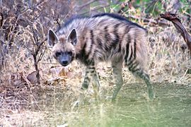 Striped hyena