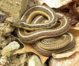 Thamnophis sirtalis sirtalis