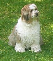 Tibetan Terrier, white coat with red patches