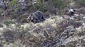 Cantabria ayısı ve yavrusu (2015)
