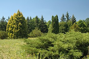 Wald und Steppe