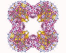 Modello tridimensionale dell'enzima