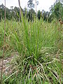 Gras 1, vermutlich Carex pallescens