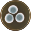 Aspergillus duricaulis growing on MEAOX plate