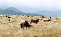 Aubrac-Rinder auf einer Weide auf dem Plomb du Cantal