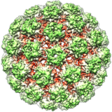 X-ray crystallographic structure of the bovine papillomavirus capsid