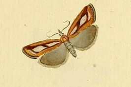 Catoptria myella