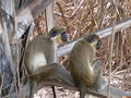 Grüne Meerkatzen Green Monkey